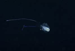 Image result for Bubble Fish