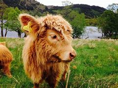 Image result for Icelandic Cow