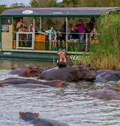 Image result for Night Safari Amboseli