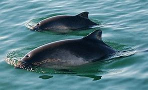 Image result for Dead Harbour Porpoise