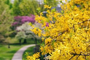 Image result for Shrubs with Yellow Flowers and Brown Leaves