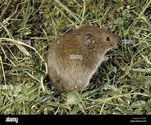 Image result for Short-Tailed Vole