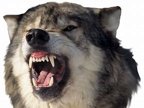 Image result for Teen Wolf Teeth PNG