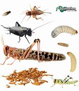 Image result for Reptiles Diet