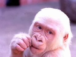 Image result for Albino Baboon