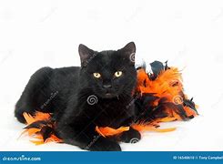 Image result for Black Cat Halloween Decorations