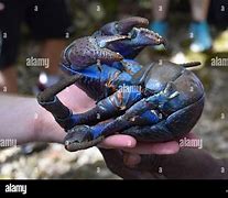 Image result for Blue Coconut Crab