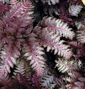 Image result for Athyrium Burgundy Lace