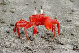 Image result for Xabungle Crab