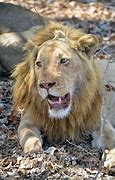 Image result for GW The Lion