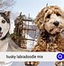 Image result for Husky Mix Dogs