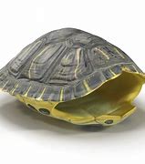 Image result for Turtle Shell STL