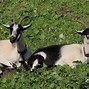 Image result for Brown N White Male Goat