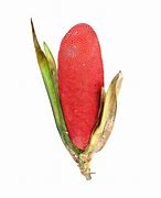 Image result for Buah Merah Dari