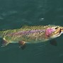 Image result for Trout Swimming