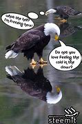 Image result for The Bald Eagle Meme