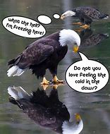 Image result for Eagle Eye Funny Meme