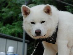 Image result for Akita Pics