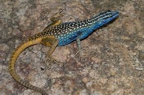 Image result for African Flat Lizard