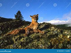 Image result for Mountain Lion Kittens