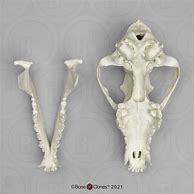 Image result for Grey Wolf Skull