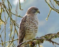 Image result for Buteo Platypterus