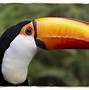 Image result for Toucan Tongue