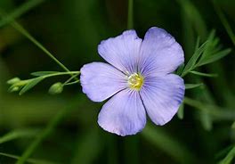 Image result for Flax Flower Stem