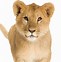 Image result for Male Lion with Cub Zoo