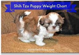 Image result for 12 Week Old Shih Tzu