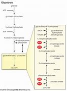 Image result for Enzyme Fermentation