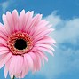 Image result for Singular Pink Flower