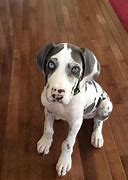 Image result for 5 Month Old Great Dane Puppy