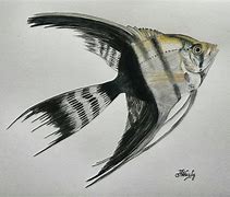 Image result for Angelfish Drawing