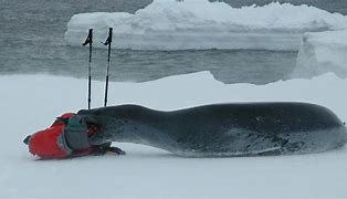 Image result for Leopard Seal Antarctica