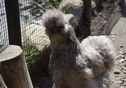 Image result for Gray Silkie Chicken