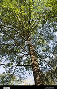 Image result for Tree Bark From Worms Eye View