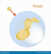 Image result for Yeast Cell Cartoon