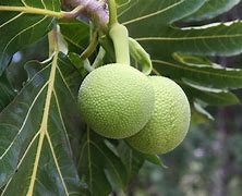 Image result for Manfaat Buah Sukun