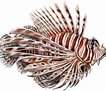 Image result for Lionfish Pet