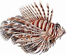 Image result for Saltwater Lionfish