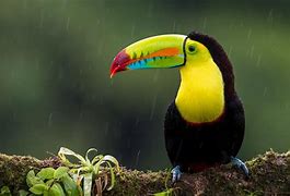 Image result for Toucan Bird Camera