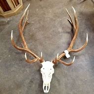 Image result for Real Elk Antlers