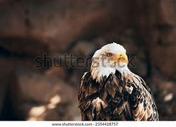 Image result for Bald Eagle Flying Head above Wings