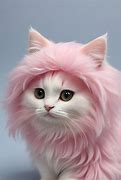 Image result for Cat Dyed Pink