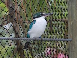 Image result for Collared Kingfisher