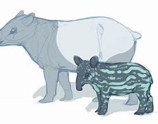 Image result for Malayan Tapir Calf