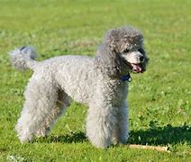 Image result for Poodle Terrier