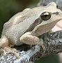 Image result for Flat Brown Frog