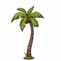 Image result for Palm Tree Plant